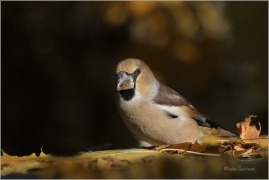 <p>DLASK TLUSTOZOBÝ (Coccothraustes coccothraustes) Šluknovsko - Jiříkov ---- /Hawfinch - Kernbeißer/</p>
